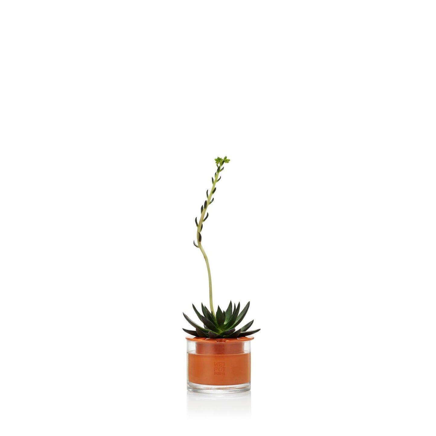 Self-Watering Wet Pot